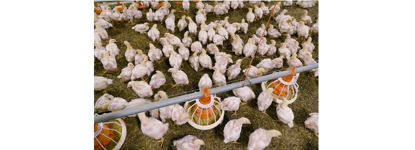 Avicultores-colombianos-garantizan-suministro-pollo-huevo-Covid-19