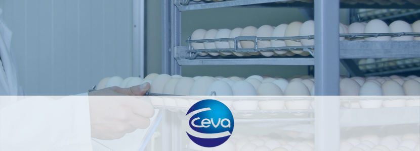 La vacunación in ovo seduce a una incubadora en Irlanda
