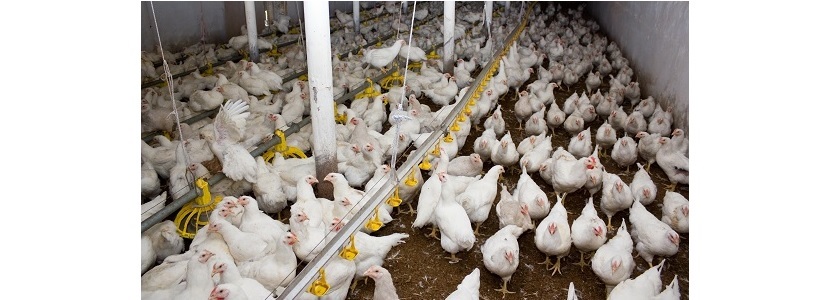 Avicultura nicaragüense registra crecimiento en producción de pollo y huevo