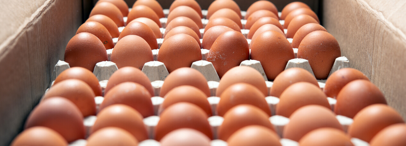 ovos exportações huevo
