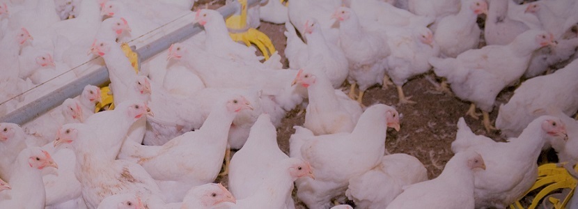 Panamá-disminuye-producción-carne-pollo