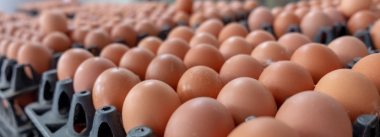 produção de ovos 2019 ibge