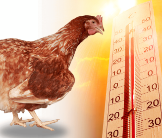 Imagen Revista Estresse por calor em poedeiras comerciais
