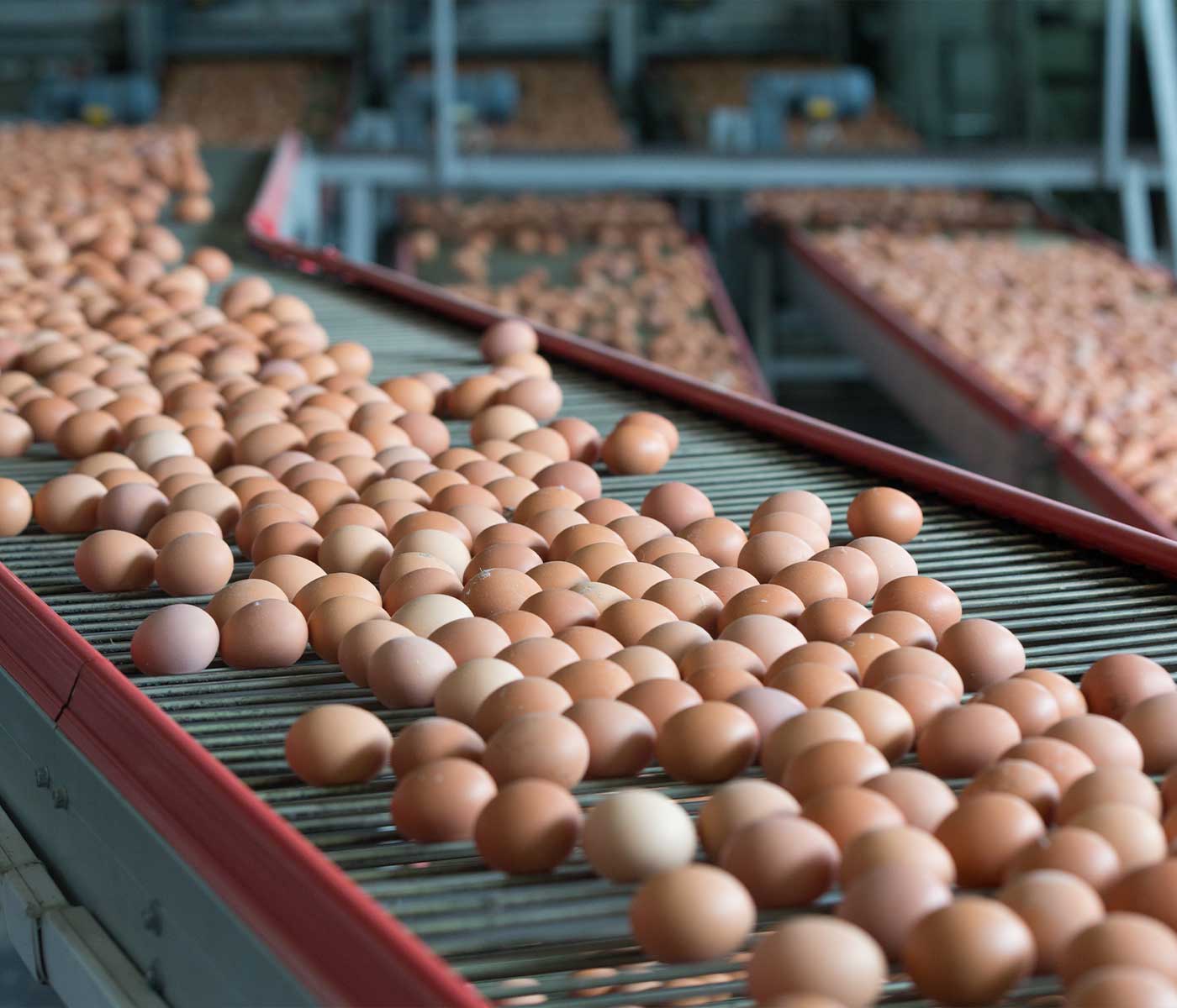 La importancia del i+D debido a la demanda en empresas de huevos