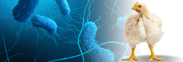 Enfrentando o desafio da Salmonela: Soluções nutricionais para auxílio em programas de controle de Salmonela