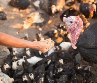 Imagen Revista Necesidades nutricionales para pavos de engorde