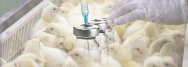 Imagen Revista Infectious laryngotracheitis: Assessing protection & vaccination programs