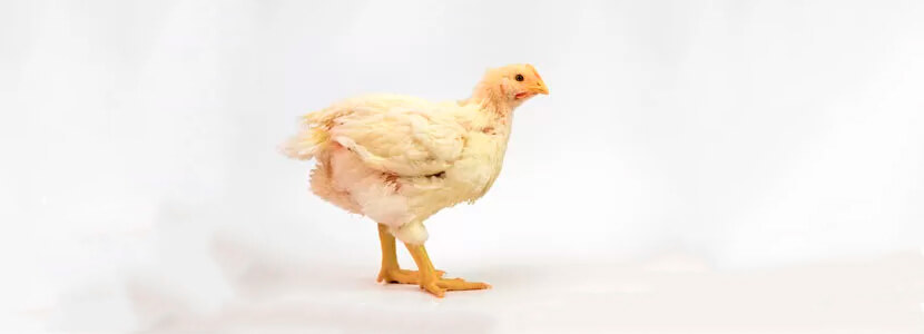 Alternatives to Antimicrobial Growth Promoters in Poultry