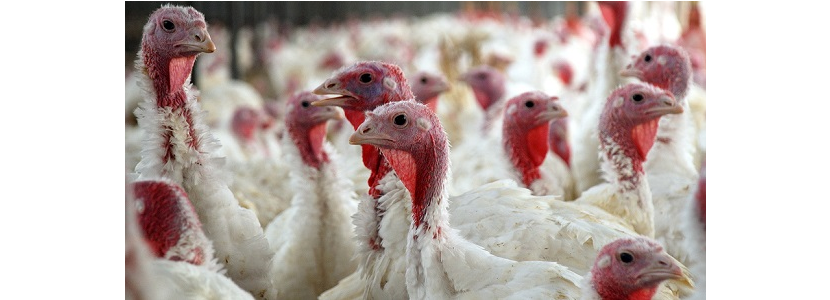 Chile recupera su estatus sanitario de país libre de influenza aviar
