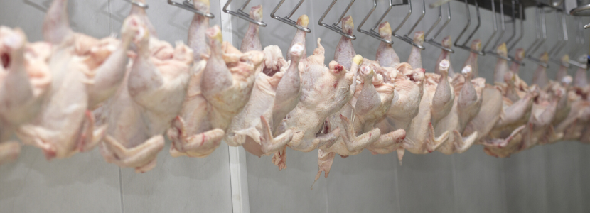 EEUU-empresas-procesamiento-carne-ave-reanudan-operaciones exportações catarinenses