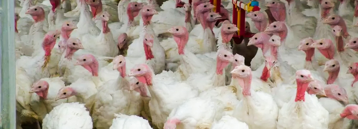 Highly pathogenic bird flu in South Carolina