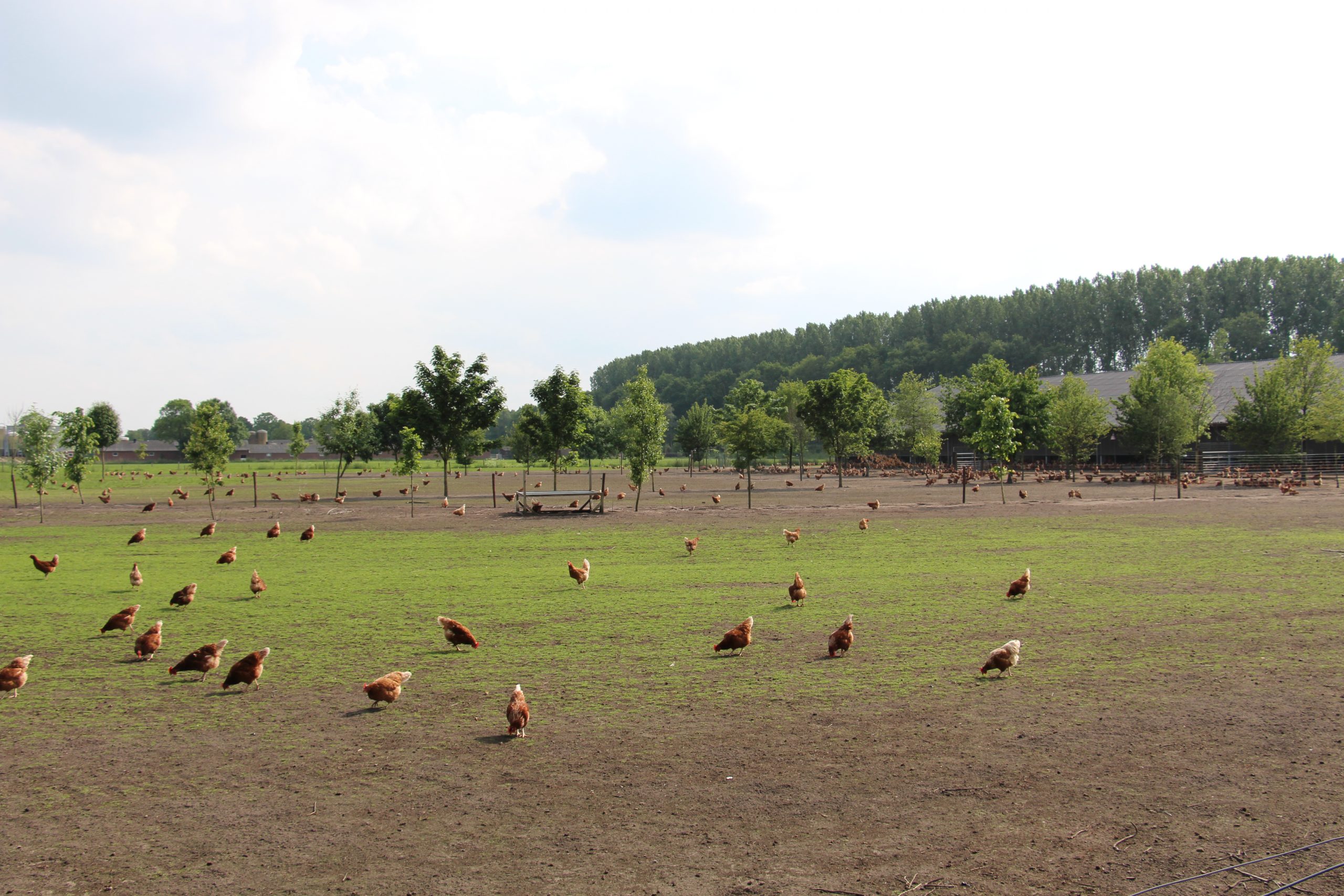 Confinement for poultry ended in The Netherlands