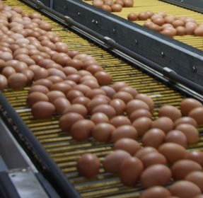 Imagen Revista Global Egg Nutrition Expert Group formed