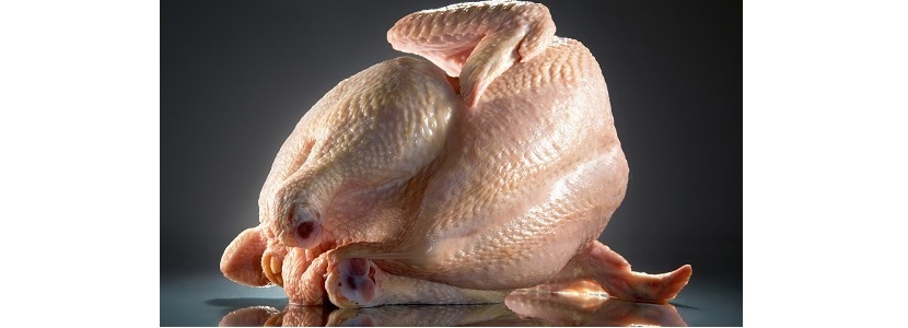 El pollo contribuye a proteger a la población del Covid-19! - aviNews, la  revista global de avicultura