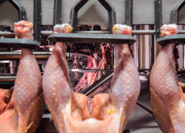 Iamgen Revista Namibia suspends poultry imports from USA and Ukraine