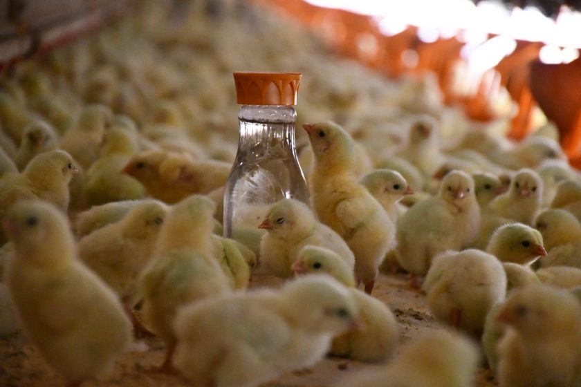Webinar de Manejo Avícola: Calidad del Agua - UGA 2020