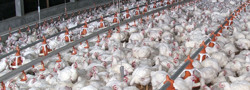 Chile: Producción de carne de pollo registra crecimiento de 5,7% en 2020 -  aviNews, la revista global de avicultura