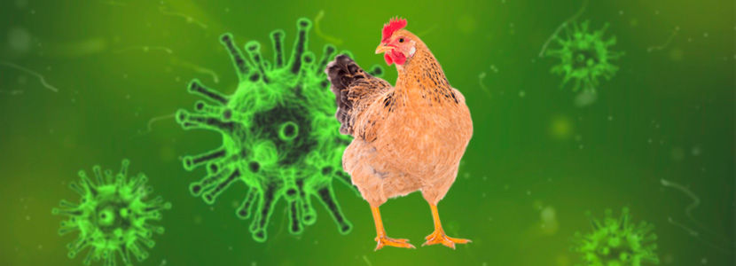 COVID-19 impacts poultry demande and leads to euthanization of chicks.