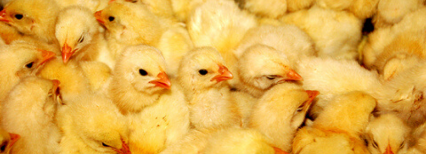 Indústria avícola da Polônia enfrenta crise sem precedentes, diz USDA