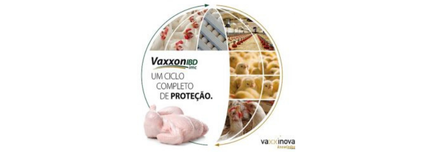 Nova vacina de imunocomplexo protege os frangos contra doença de Gumboro