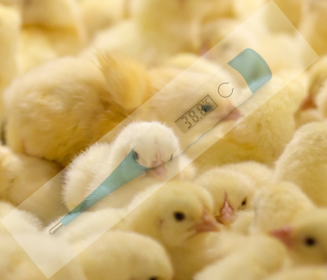 Imagen Revista Chick body temperature: from hatchery to farm