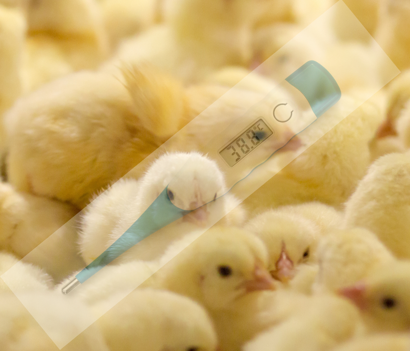 Chick body temperature: from hatchery to farm