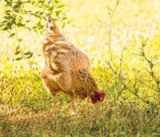 Imagen Revista Pollos de carne en sistemas de cría diferenciados. Normas Nutricionales FEDNA