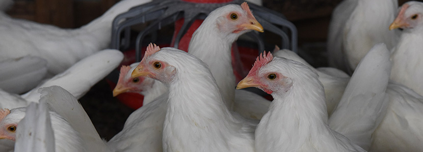 Sistemas de producción y nutrición animal en avicultura