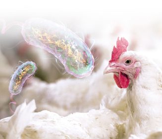 Endotoxins in commercial poultry operations