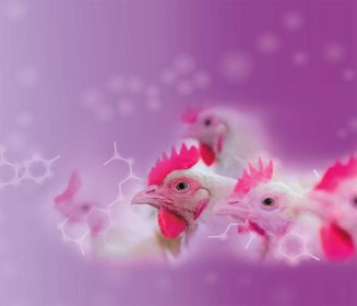 Imagen Revista Resultados productivos y estudio económico del uso de Zooallium Moltura en Broilers