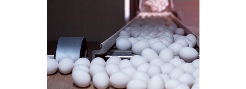 Avicultores argentinos: Plantean al gobierno establecer un precio de referencia al huevo Argentina-avicultores-plantean-gobierno-precio-referencia-huevo