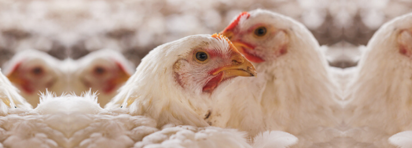 abate de frangos ambiência e bem-estar animal hipotermia regulada