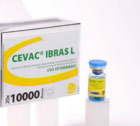 Cevac IBras bronquite infecciosa