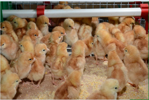 bronquite infecciosa galinhas de postura comercial