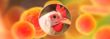 Imagen Revista Mycoplasmosa control and diagnosis in breeders and broilers