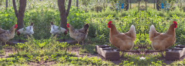 frango caipira certifica minas