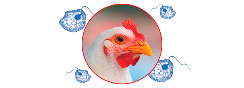 Enfermidades Avícolas: APA e CDA realizam curso de Capacitação Sanitária