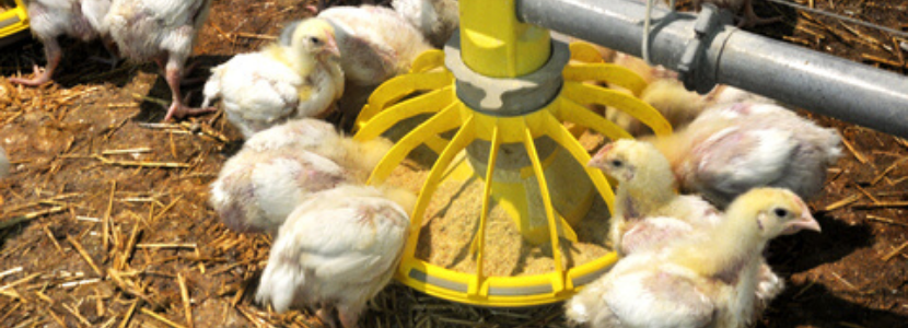 Custos de produção de frangos acumulam alta de 18,02% em 2021