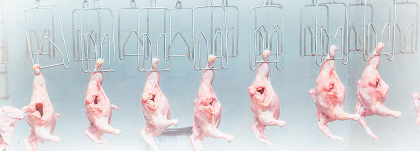 The impacts of comfort zone during chicken processing.