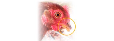 Imagen Revista ¿Qué sucede con el tratamiento de picos en latinoamérica?