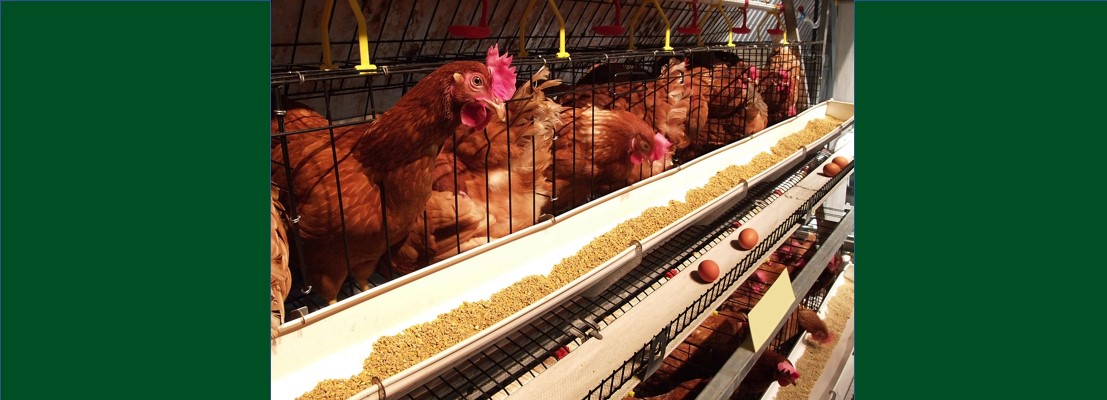 Nutrição e cuidados preventivos evitam enfermidades na avicultura