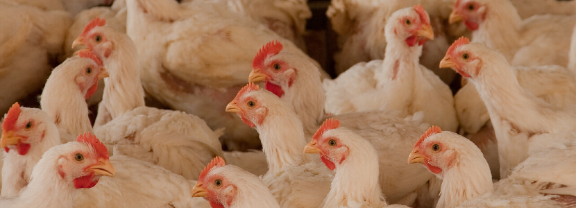 Sector-avícola-peruano-cifras-produccióm-positivas-2020