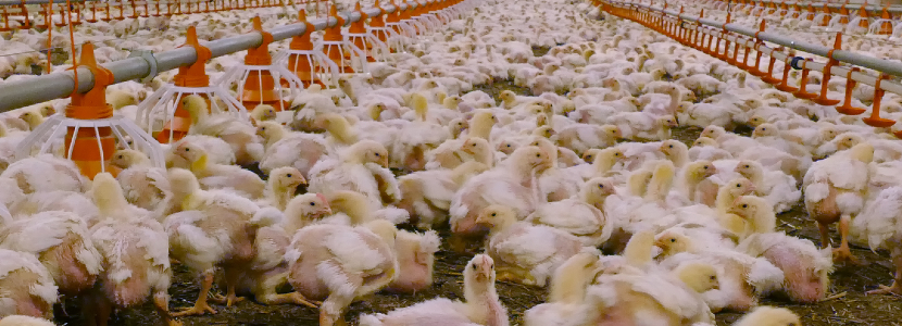 Avicultores colombianos realizan ajuste a producción de productos avícolas