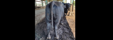 China reporta surtos de Dermatose Nodular Contagiosa em bovinos