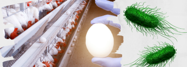 Por que os ovos não são contaminados por Salmonela?