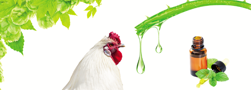 Melhoradores de desempenho naturais: Extratos Herbais na Produção Animal