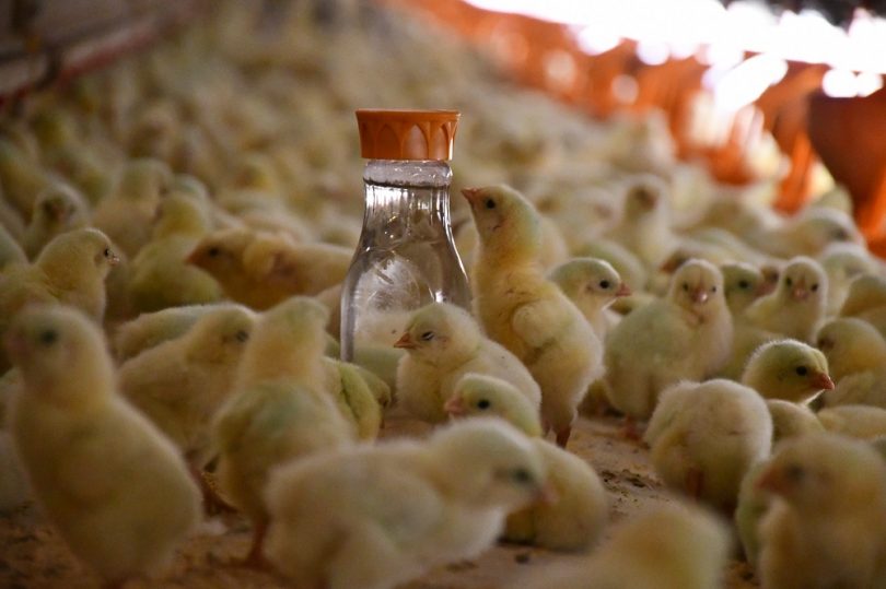 The importance of monitoring chick water usage - aviNews, the global ...