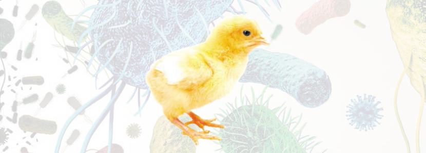 Efeito do tipo de emulsão de Vacinas contra Salmonella no índice de fertilidade de aves reprodutoras de frango de corte