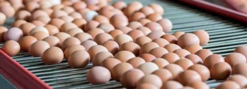 produção de ovos brasil 2020