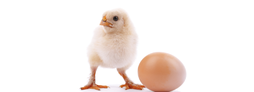 Venezuela-disminución-producción-pollos-huevos